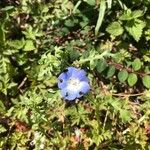 Nemophila phacelioides Цвят