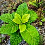 Ficus habrophylla Leaf