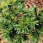 Taxus cuspidataList