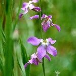 Matthiola longipetala Other