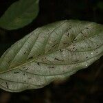 Casearia javitensis Φύλλο