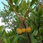 Arbutus unedoFeuille