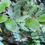 Sophora tomentosa Hoja