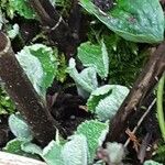 Salvia glutinosa Folio