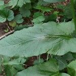 Rumex arifolius Blad