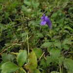 Strobilanthes extensa Habitus