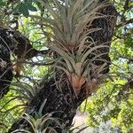 Tillandsia utriculata Leaf