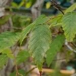 Carpinus japonica Лист