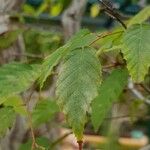 Carpinus japonica Frunză