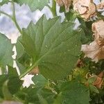 Campanula isophylla Likasa