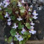 Cymbalaria muralisFlower