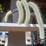 Cleistocactus winteri Leht