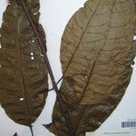 Protium robustum Drugo