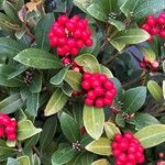 Skimmia japonicaΦύλλο