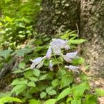 Penstemon canescens Flower