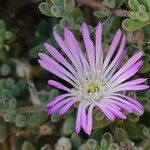 Mesembryanthemum nodiflorum Blomma