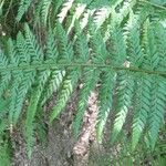 Polystichum aculeatum Blad