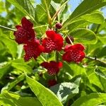 Schisandra rubriflora Blüte