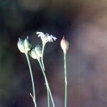 Nigella nigellastrum Bloem