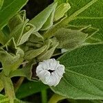 Astripomoea lachnosperma Λουλούδι