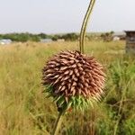 Leonotis nepetifolia Kwiat