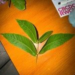 Juglans cinerea Leaf