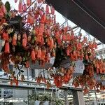 Kalanchoe manginii Цвят