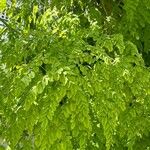 Moringa oleifera Leaf