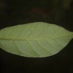 Chrysophyllum sparsiflorum Corteza