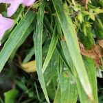 Ruellia angustifolia Leaf