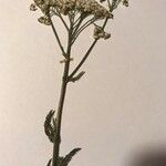 Achillea millefoliumᱵᱟᱦᱟ