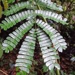 Albizia adianthifolia Liść