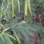 Leucaena leucocephalaपत्ता