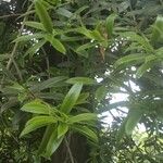 Podocarpus neriifolius Leaf