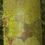 Eperua rubiginosa Corteza