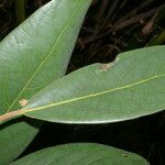 Persea donnell-smithii برگ