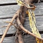 Rumex sanguineus Sonstige