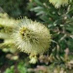 Callistemon pallidus Žiedas