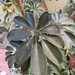 Schefflera arboricola Yaprak
