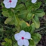 Catharanthus roseusVirág