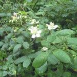 Rubus polyanthemus Muu