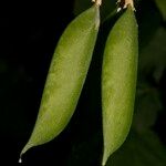 Vicia dumetorum Frukt