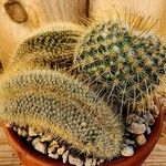 Weberbauerocereus winterianus Hoja