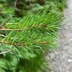 Pinus banksiana Hoja
