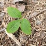 Fragaria virginiana Blatt