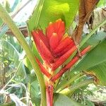 Musa coccinea Flor