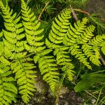 Dryopteris expansa Leaf