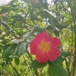 Rosa pendulina Fiore