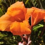 Canna × hybrida 花