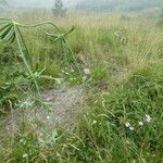 Galium lucidum Habit